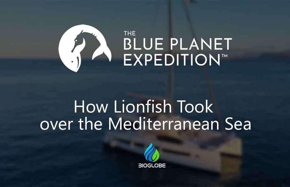 How Lionfish Took over the Mediterranean Sea